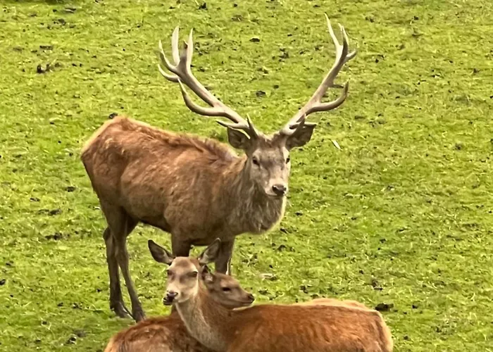 Apartment Bergzauber